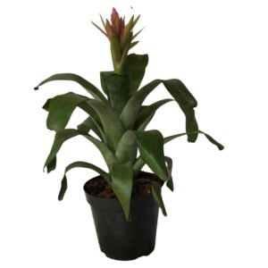 Bromélia Aechmea Massima - Flor Rosa Pote 20