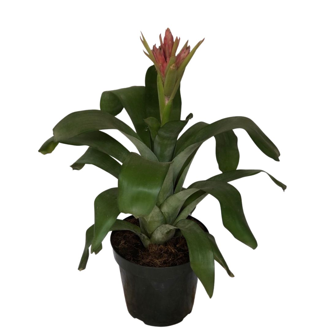 Bromélia Aechmea Massima - Flor Rosa Pote 20 — foto 3
