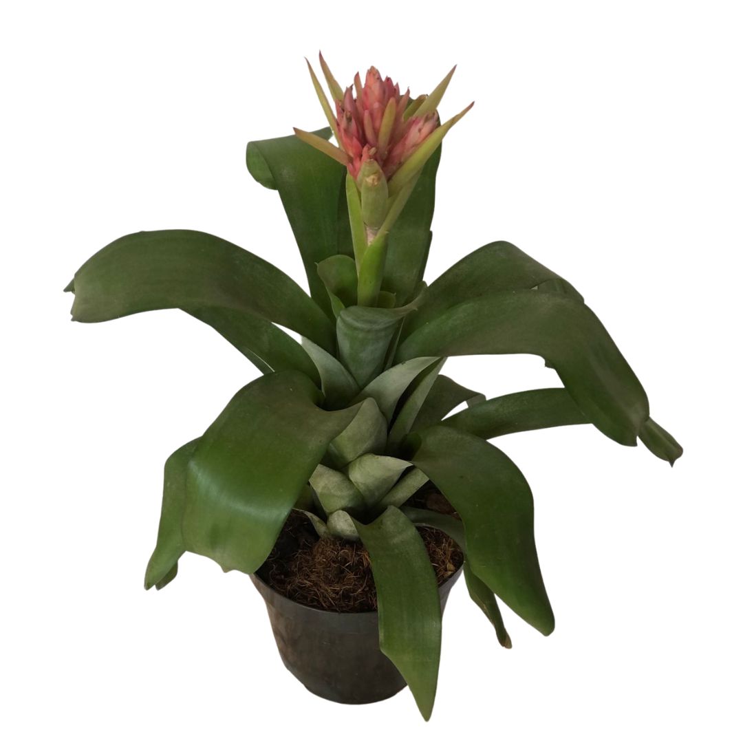 Bromélia Aechmea Massima - Flor Rosa Pote 20 — foto 2