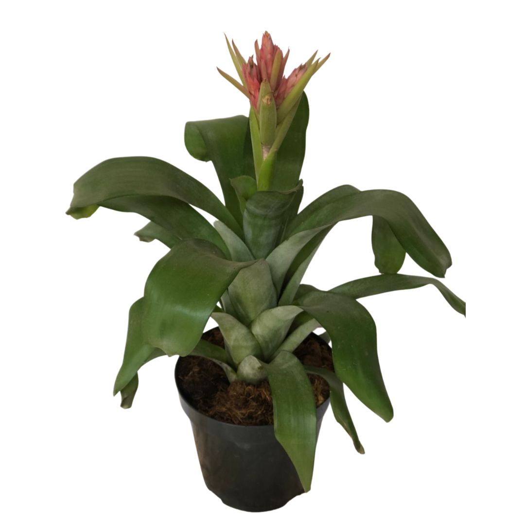 Bromélia Aechmea Massima - Flor Rosa Pote 20 — foto 4