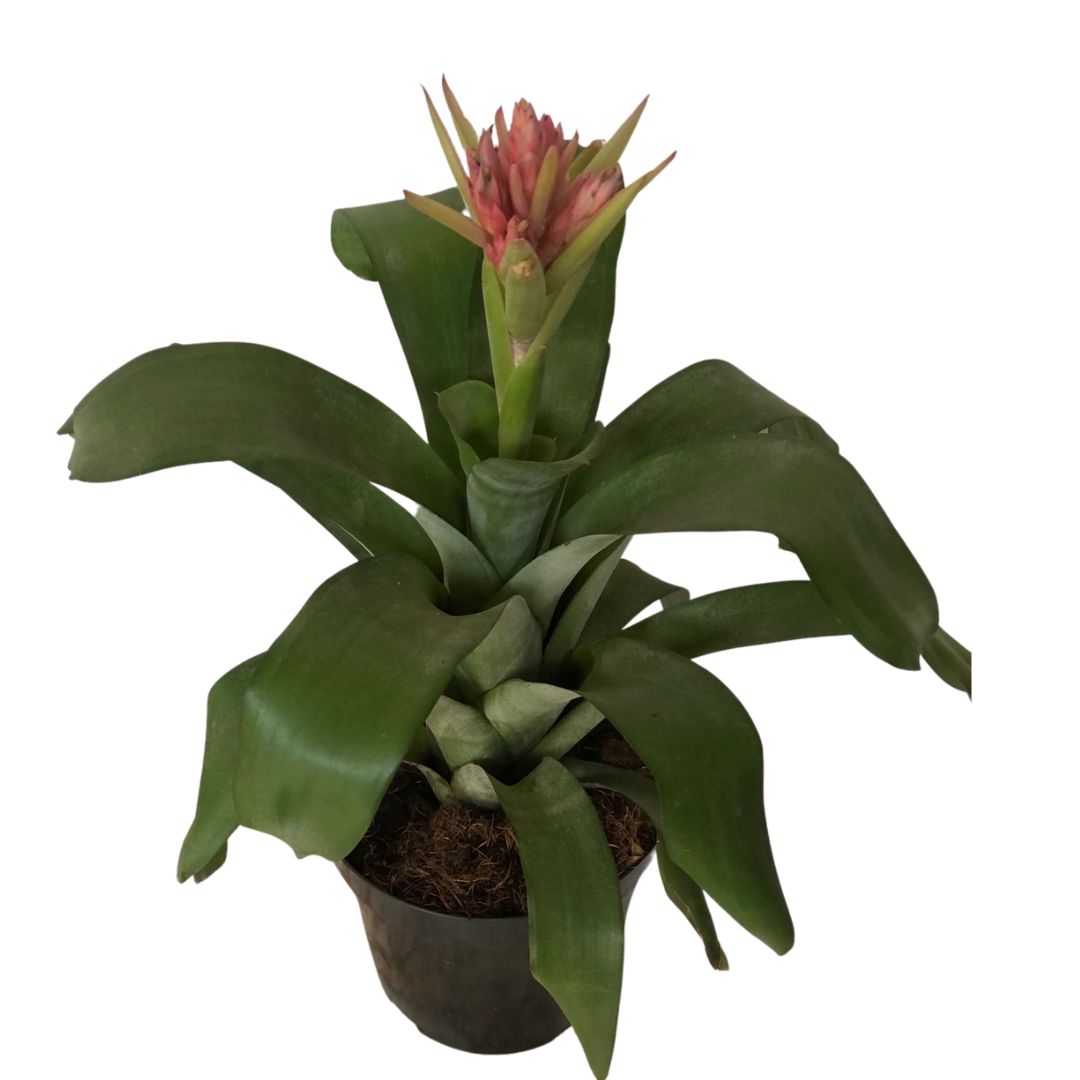 Bromélia Aechmea Massima - Flor Rosa Pote 20 — foto 5