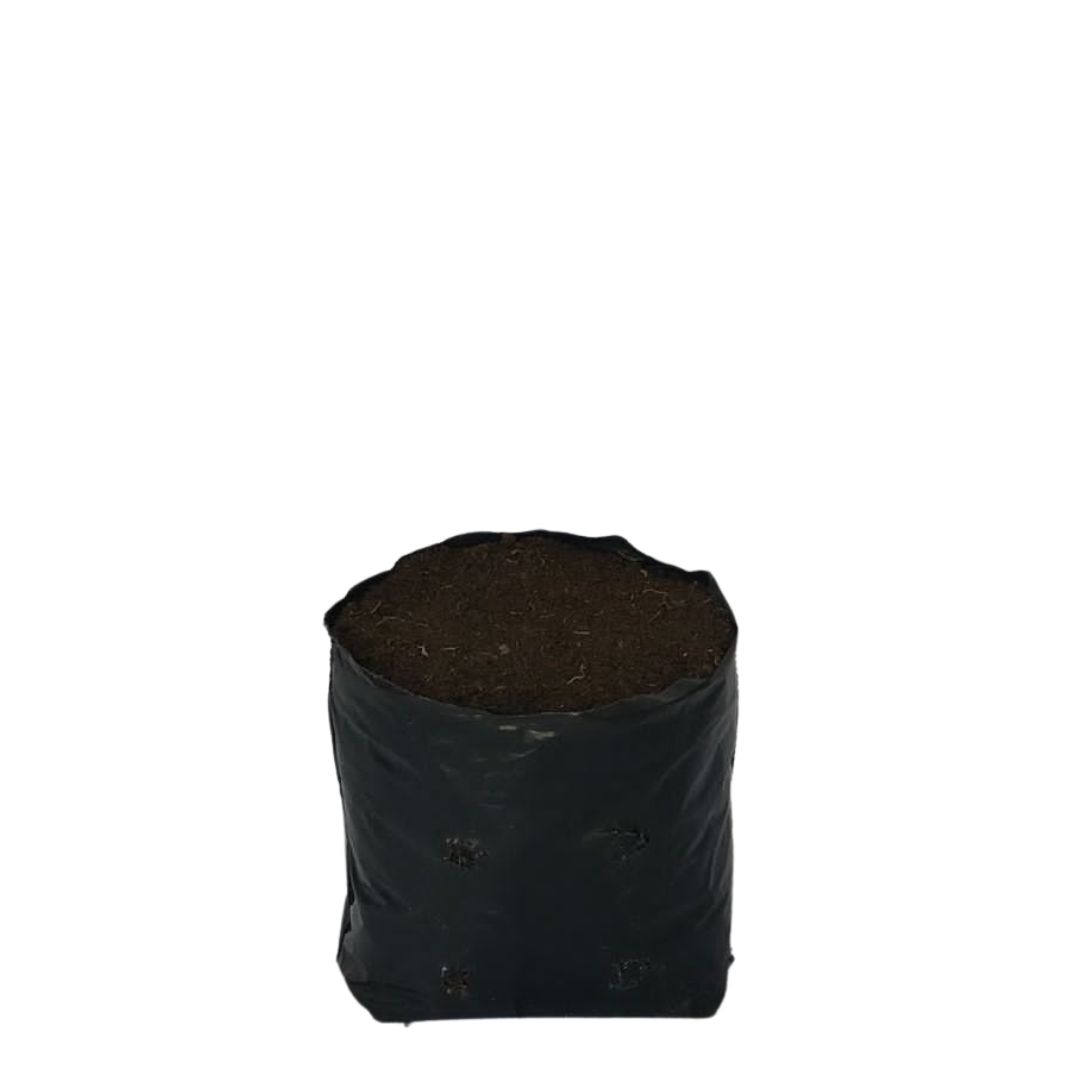 Saquinhos Para Mudas Saco para Germinação 10x10cm - 5kg — foto 8