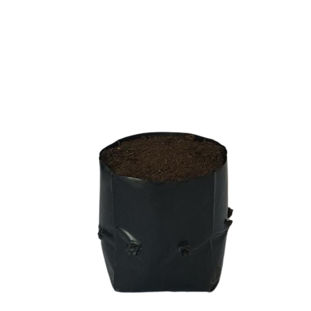 Saquinhos Para Mudas Saco para Germinação 18x20cm - 5kg — foto 4