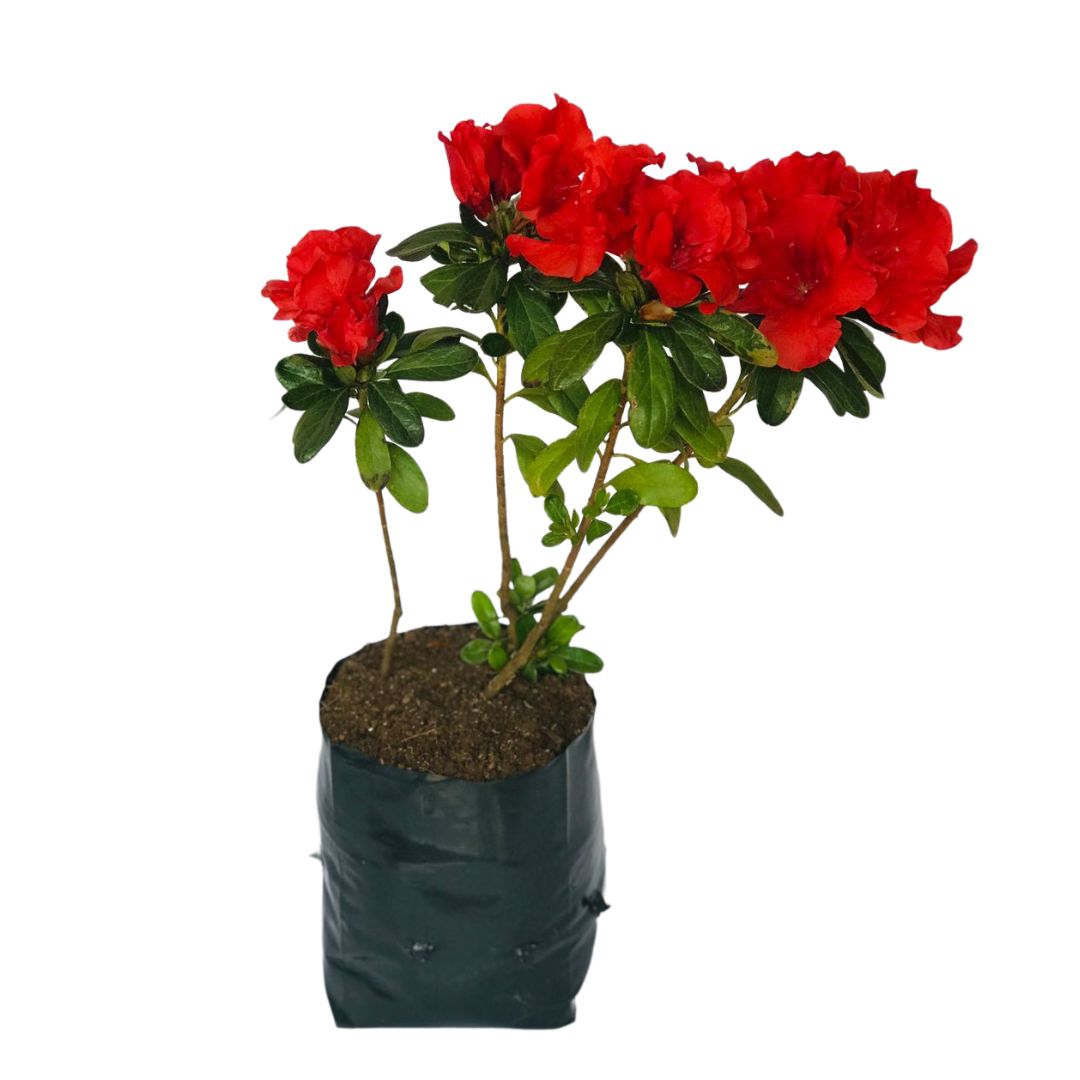 20kg Atacado Saquinhos Para Mudas Saco p/ Germinação 18x18cm — foto 4