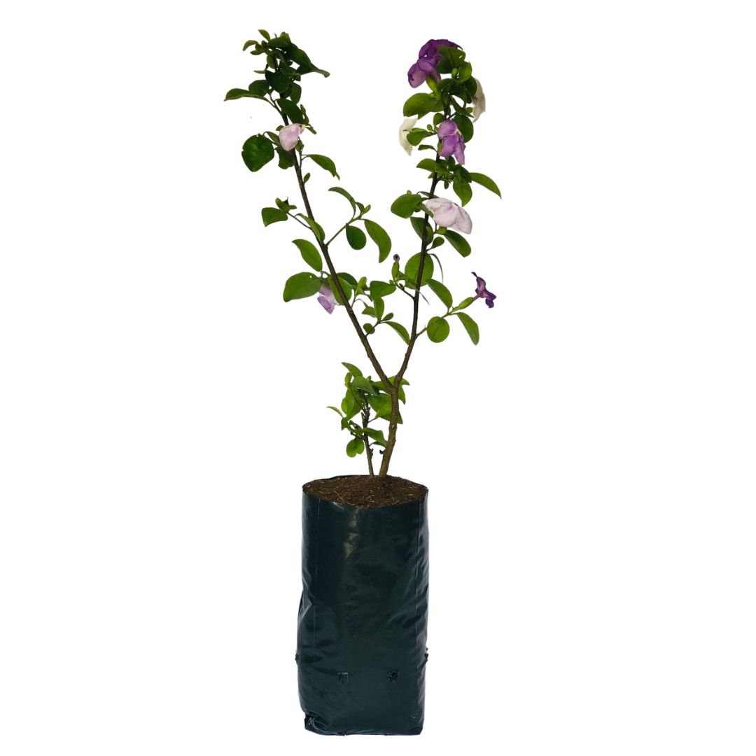 20kg Atacado Saquinhos Para Mudas Saco p/ Germinação 18x25cm — foto 5
