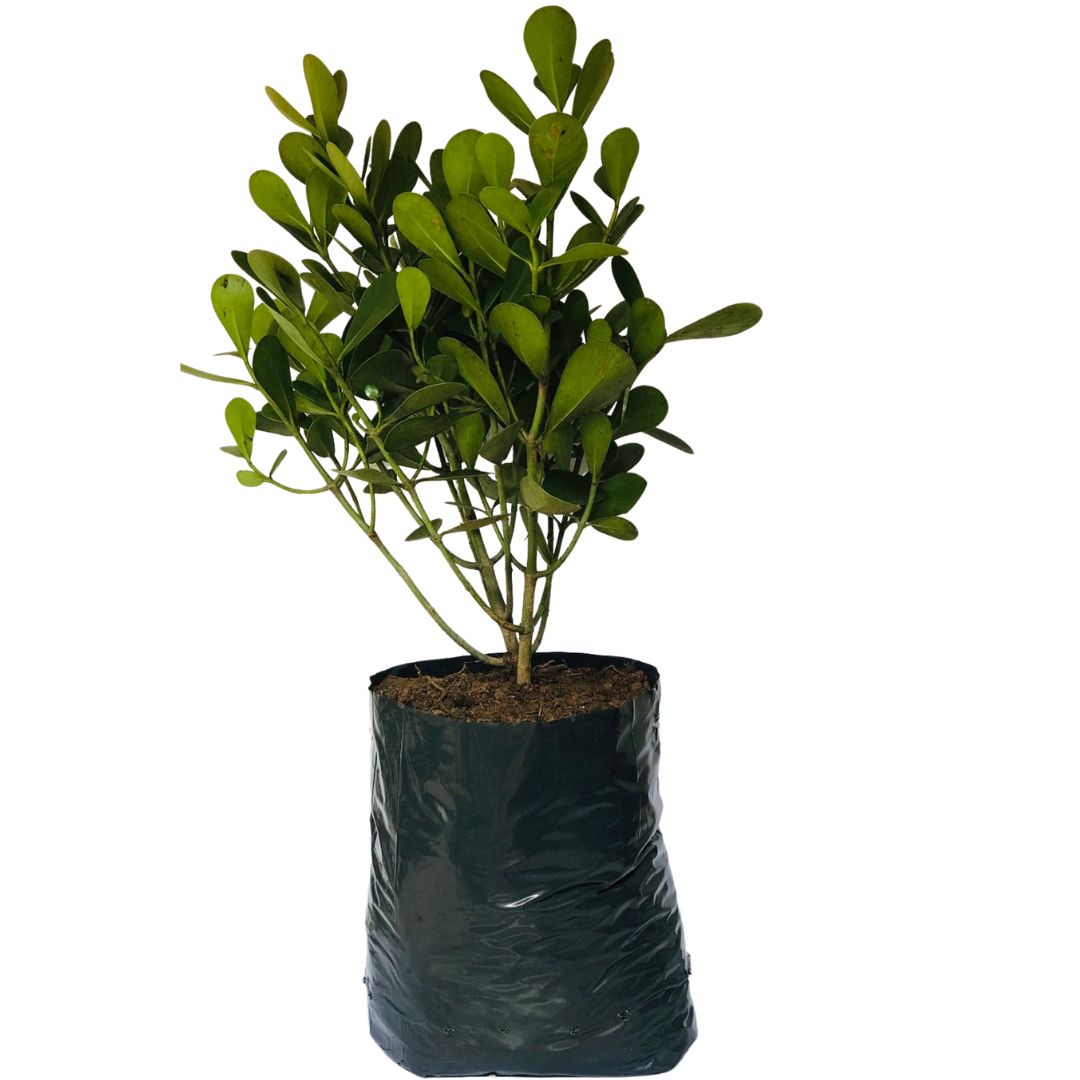 Saquinhos Para Mudas Saco para Germinação 40x40cm - 5kg — foto 3