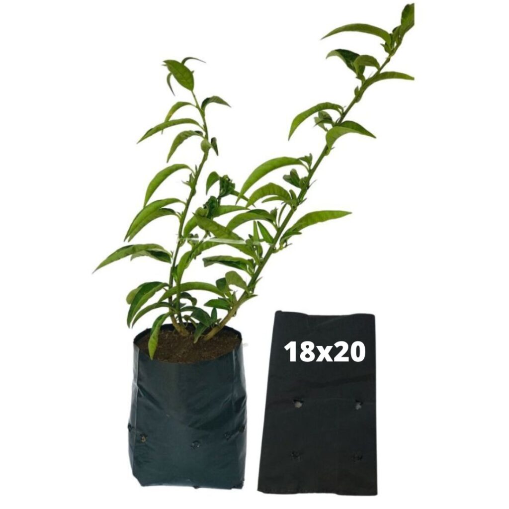 20kg Atacado Saquinhos Para Mudas Saco p/ Germinação 18x20cm