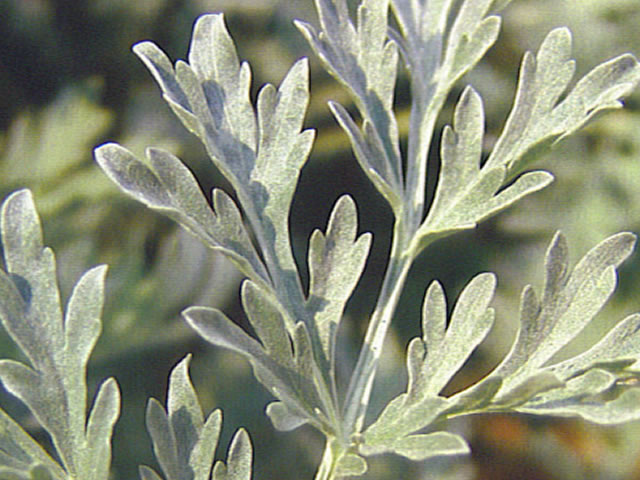 Losna, absinto - Artemisia absinthium — foto 6