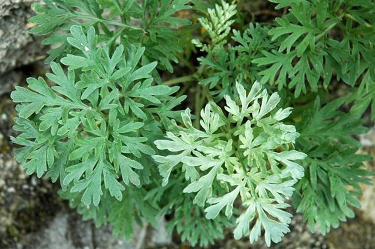 Losna, absinto - Artemisia absinthium — foto 4