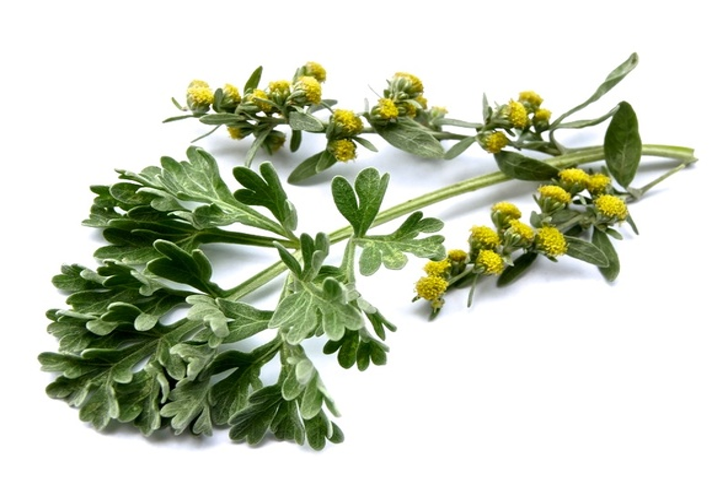 Losna, absinto - Artemisia absinthium — foto 5