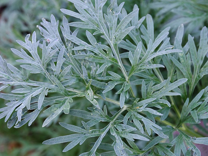 Losna, absinto - Artemisia absinthium — foto 7