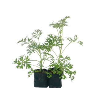 Losna, absinto - Artemisia absinthium