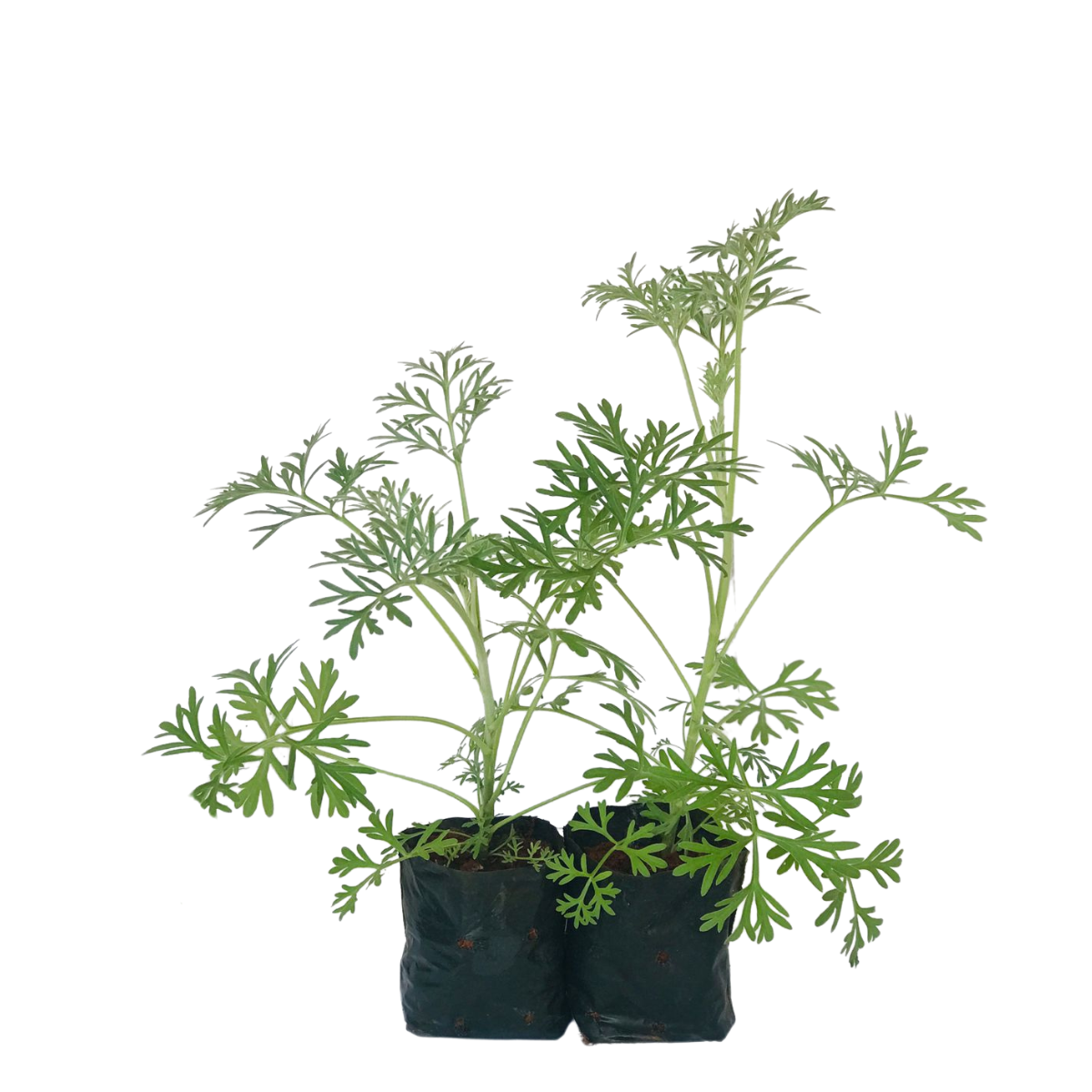 Losna, absinto - Artemisia absinthium