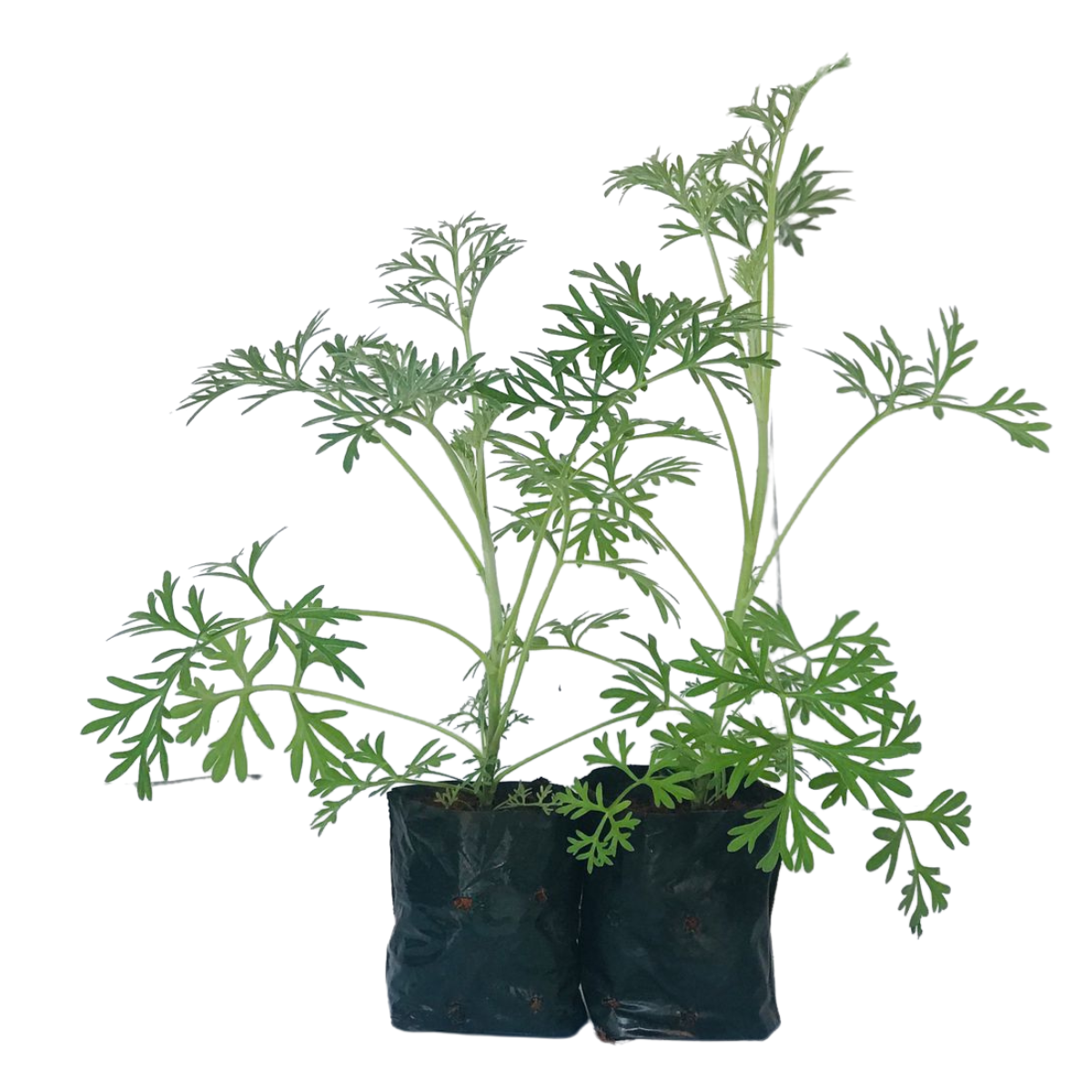 Losna, absinto - Artemisia absinthium — foto 3