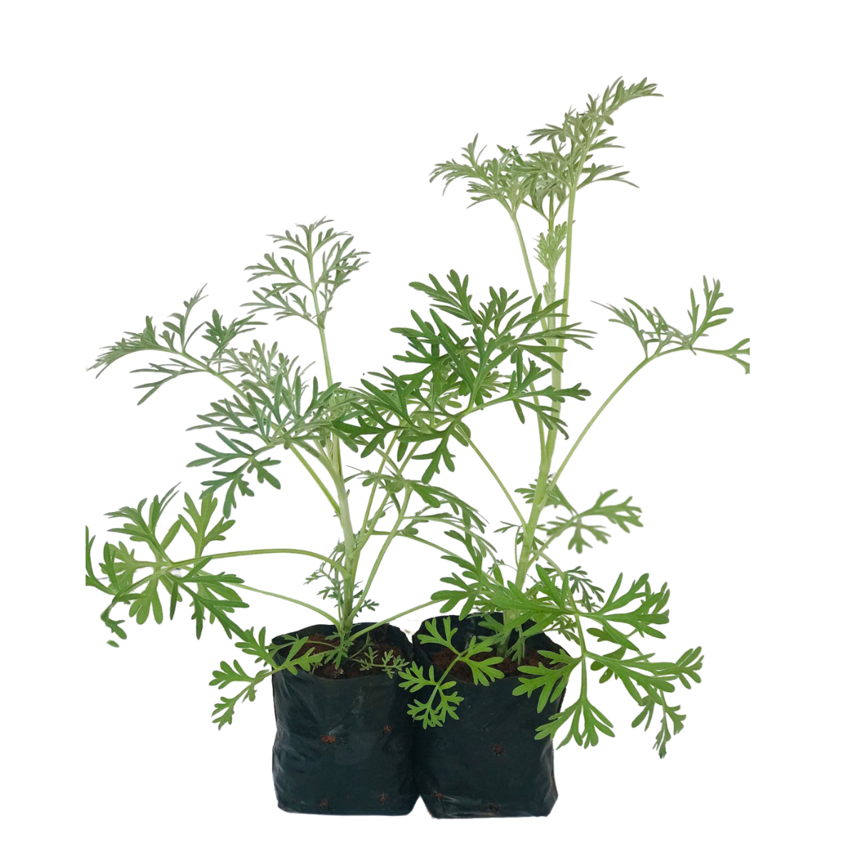 Losna, absinto - Artemisia absinthium — foto 2
