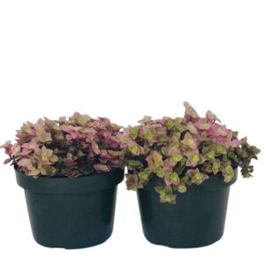 2 Suculentas Tostão Rosa ou Dinheiro em Penca Rosa Pote 11