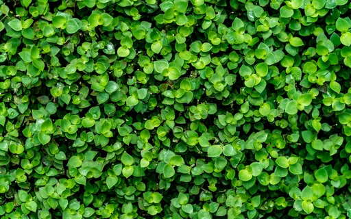 2 Suculentas Tostão Verde ou Dinheiro em Penca Verde Pote 11 — foto 4