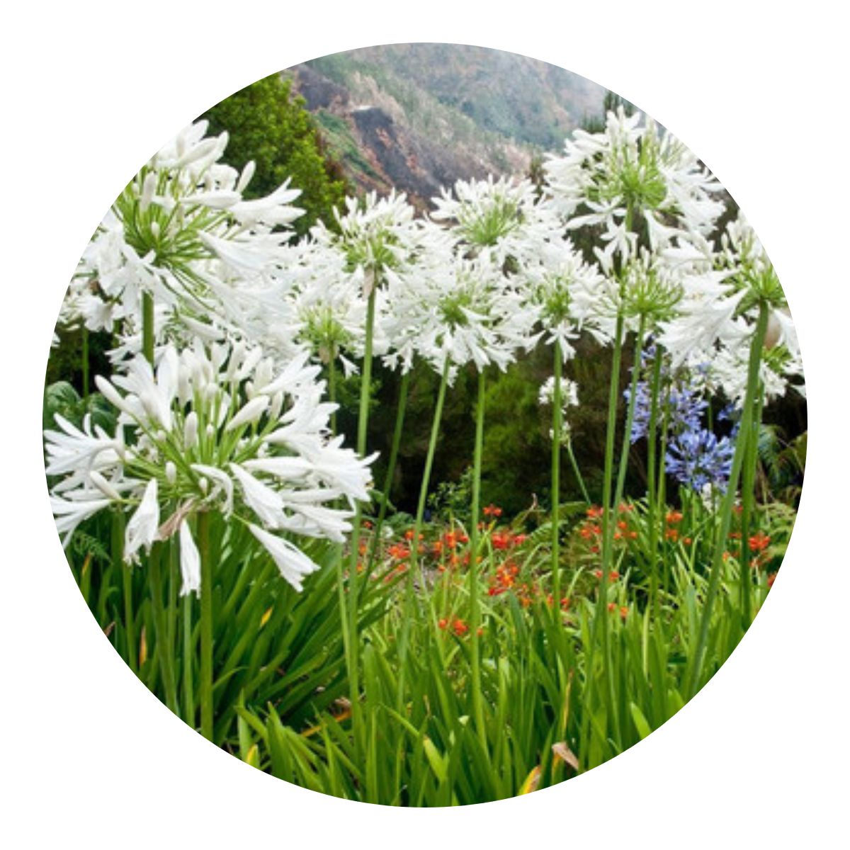 50 Mudas Flor do Nilo Azul / Branca - Agapanto Raiz Nua - Imagem 8