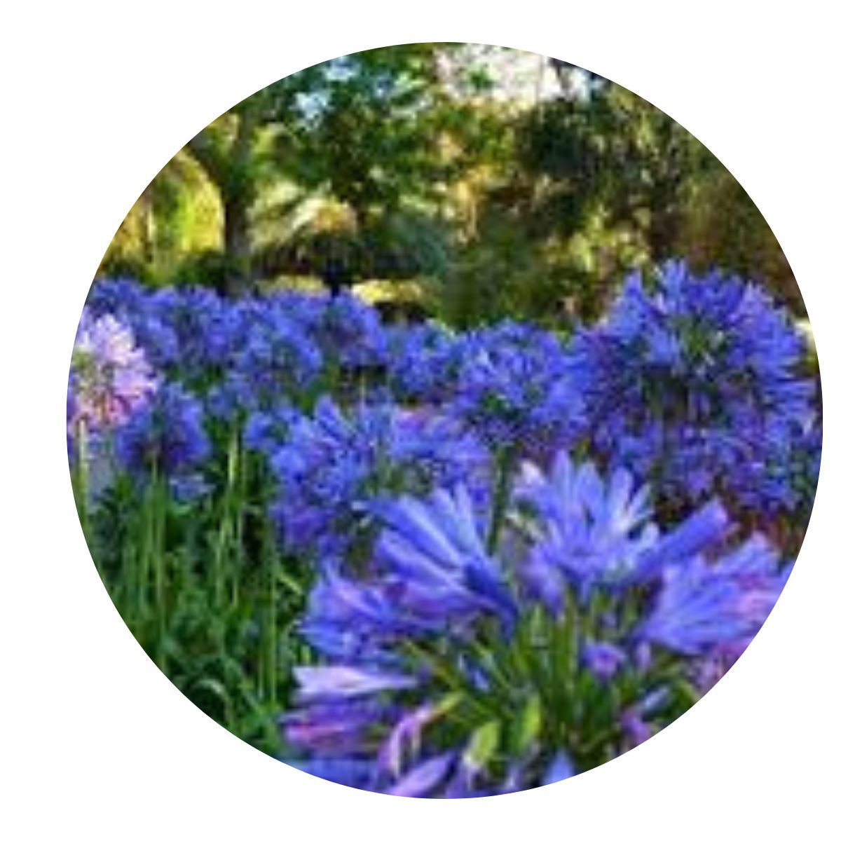 10 Mudas Flor do Nilo Azul / Branca - Agapanto Raiz Nua - Imagem 7