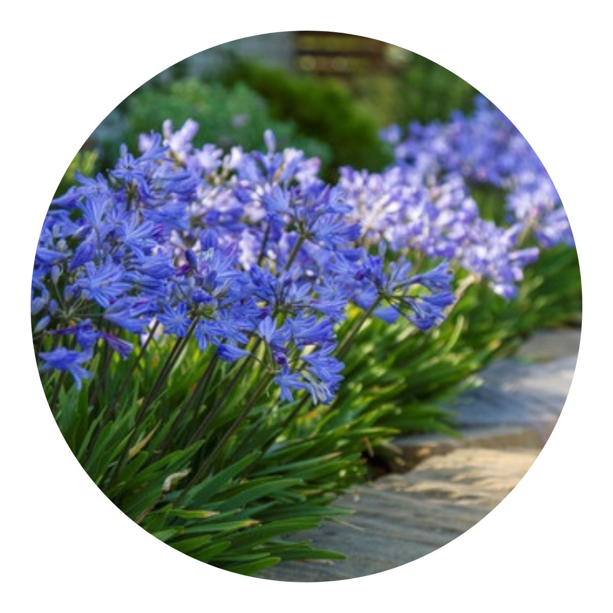 50 Mudas Flor do Nilo Azul / Branca - Agapanto Raiz Nua - Imagem 7