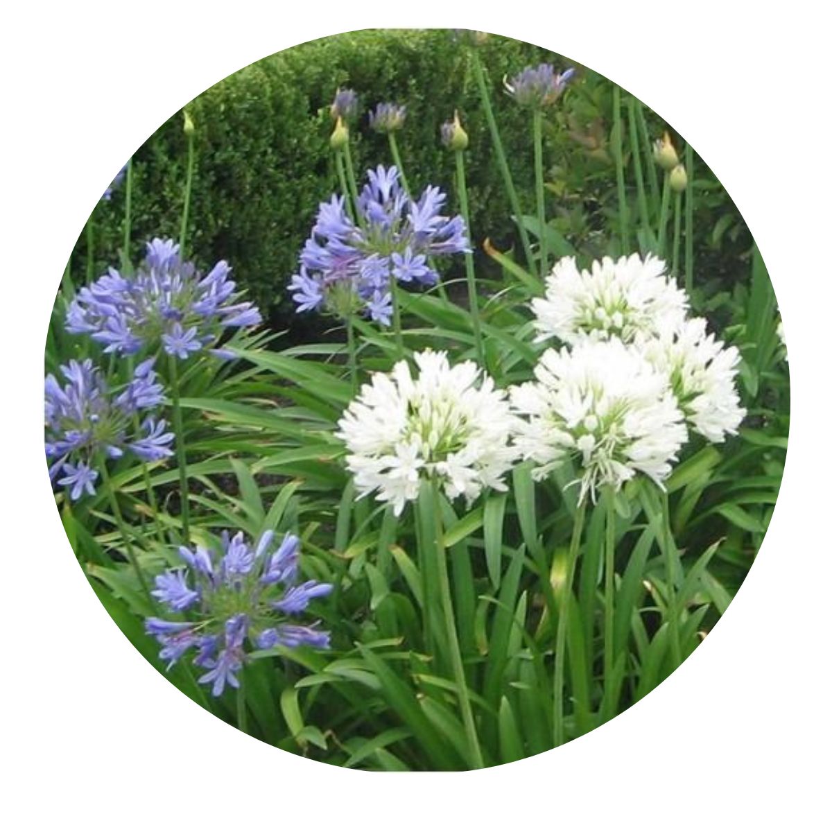 10 Mudas Flor do Nilo Azul / Branca - Agapanto Raiz Nua