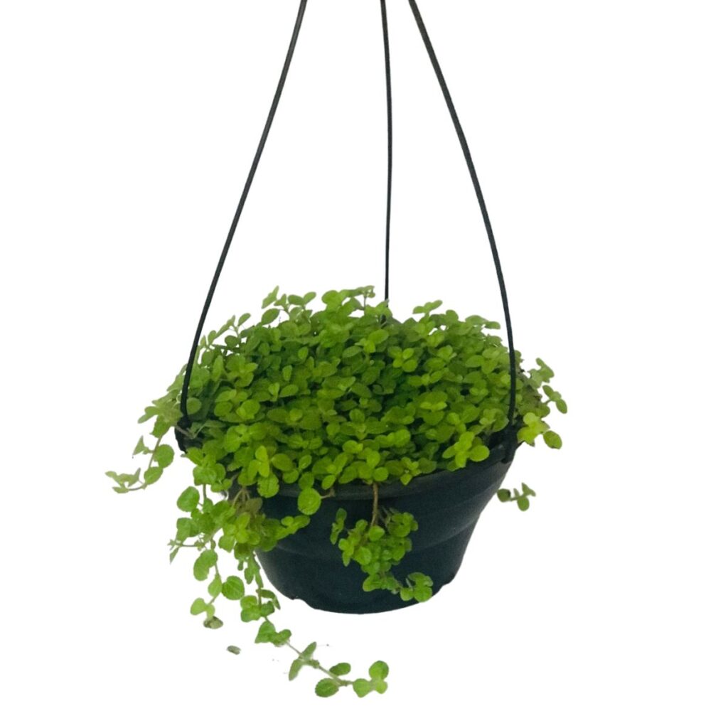 Dinheiro em Penca – Pilea Mummulariifolia - Cuia 21