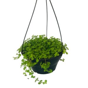 Dinheiro em Penca – Pilea Mummulariifolia - Cuia 21