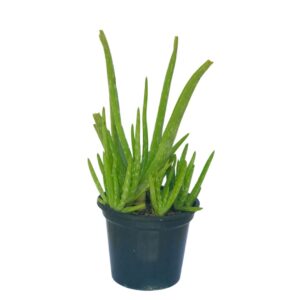 Babosa - Aloe Vera - 30cm Vaso Pote 14