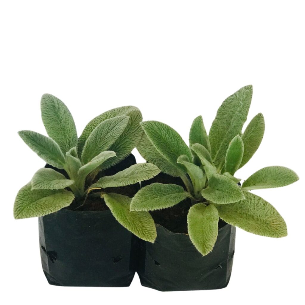 Peixinho-da-horta Stachys byzantina Comestível no Saquinho