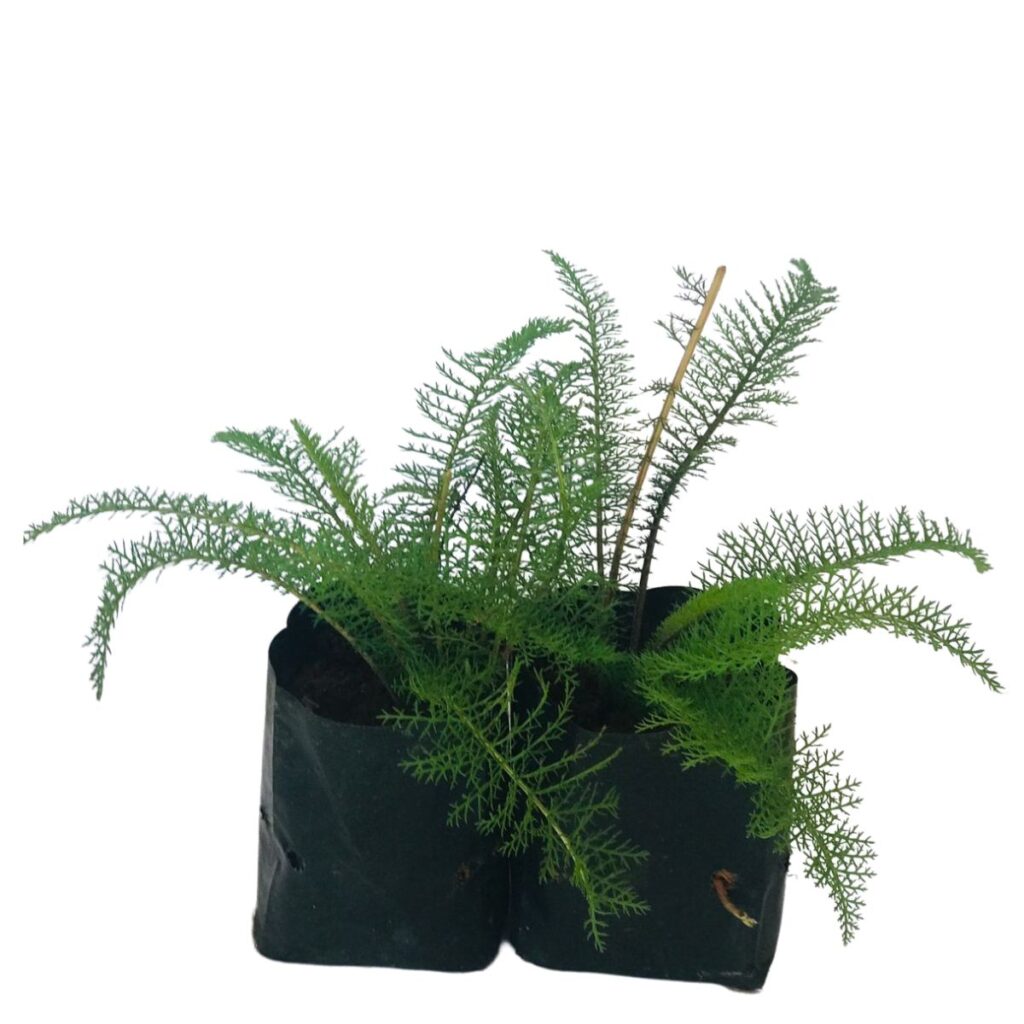 Mil-folhas, Novalgina (Achillea millefolium) no Saquinho