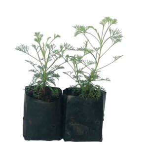 Cânfora (Artemisia camphorata) no Saquinho