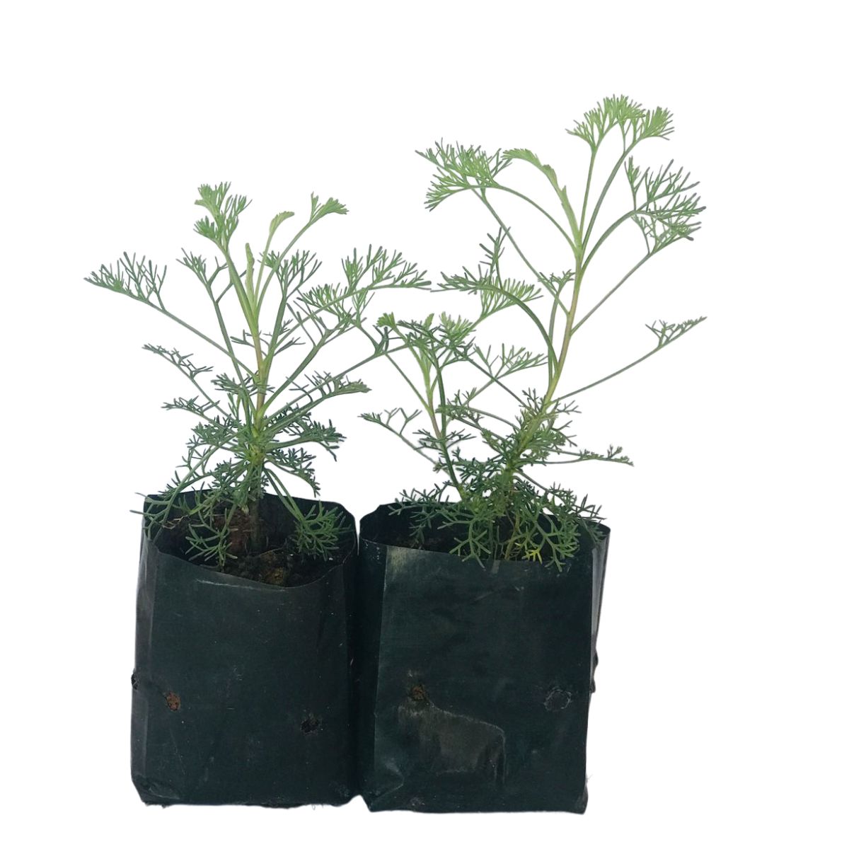 Cânfora (Artemisia camphorata) no Saquinho