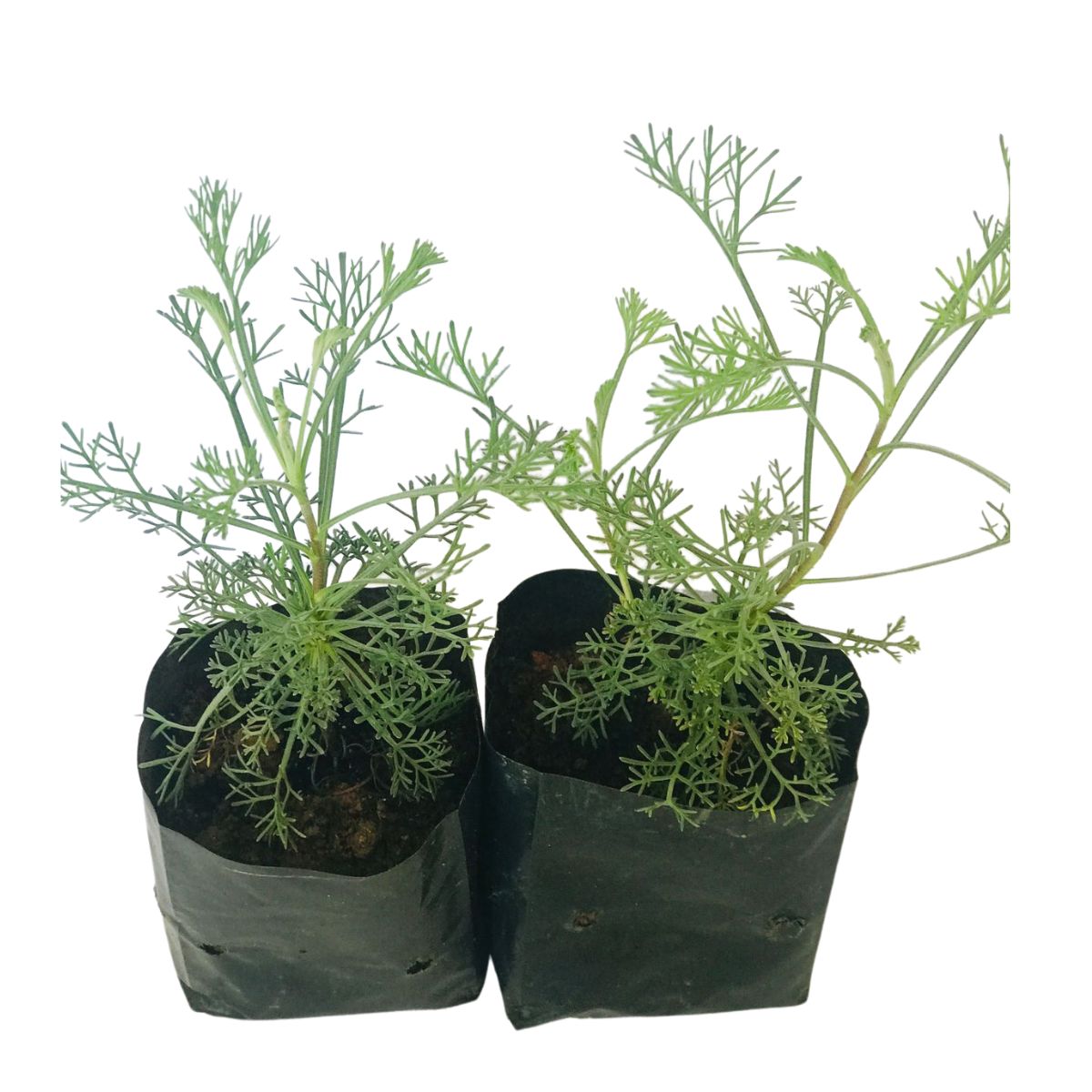 Cânfora (Artemisia camphorata) no Saquinho — foto 2