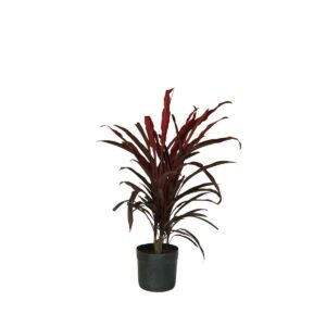 5 Dracenas Pena de Índio - Cordyline terminalis - 60cm