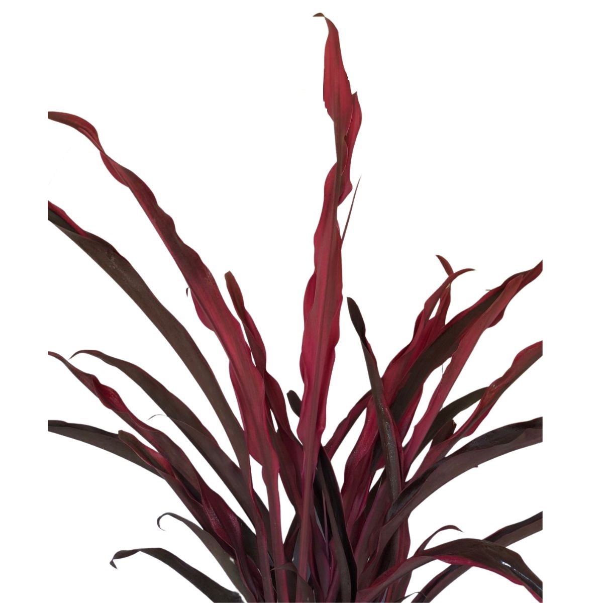 5 Dracenas Pena de Índio - Cordyline terminalis - 60cm - Imagem 2