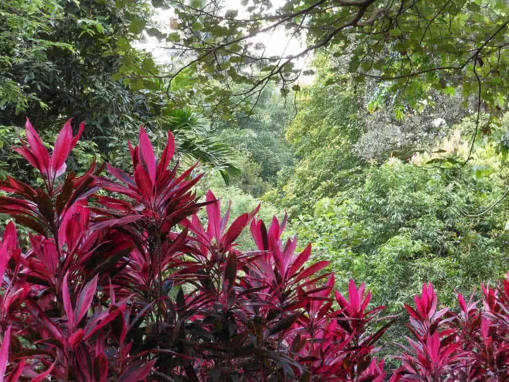 5 Dracenas Pena de Índio - Cordyline terminalis - 60cm - Imagem 3