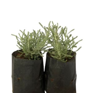 Algodão-lavanda, Santolina chamaecyparissus