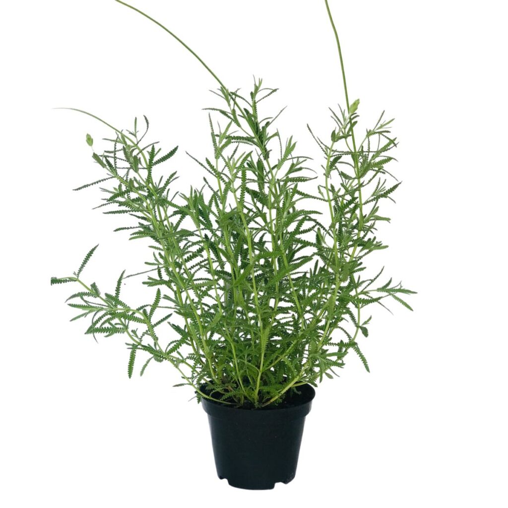 Alfazema, Lavanda Francesa - Lavandula Dentata Pote 14