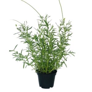 Alfazema, Lavanda Francesa - Lavandula Dentata Pote 14