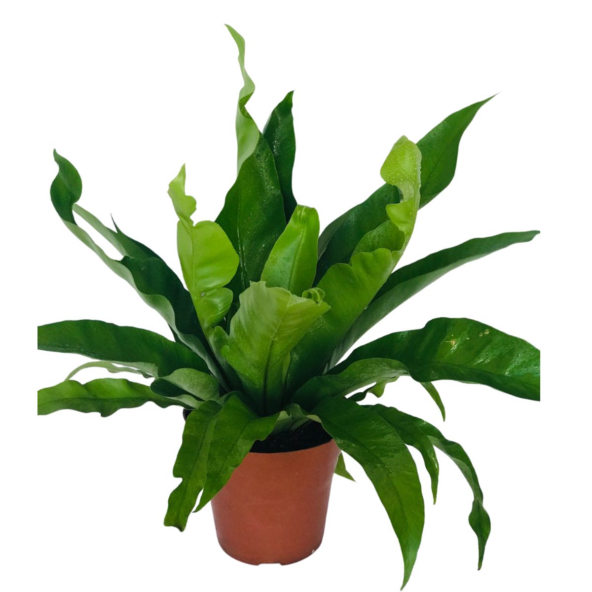 Samambaia Asplenio - Asplenium Nidus Pote 17 - Imagem 2