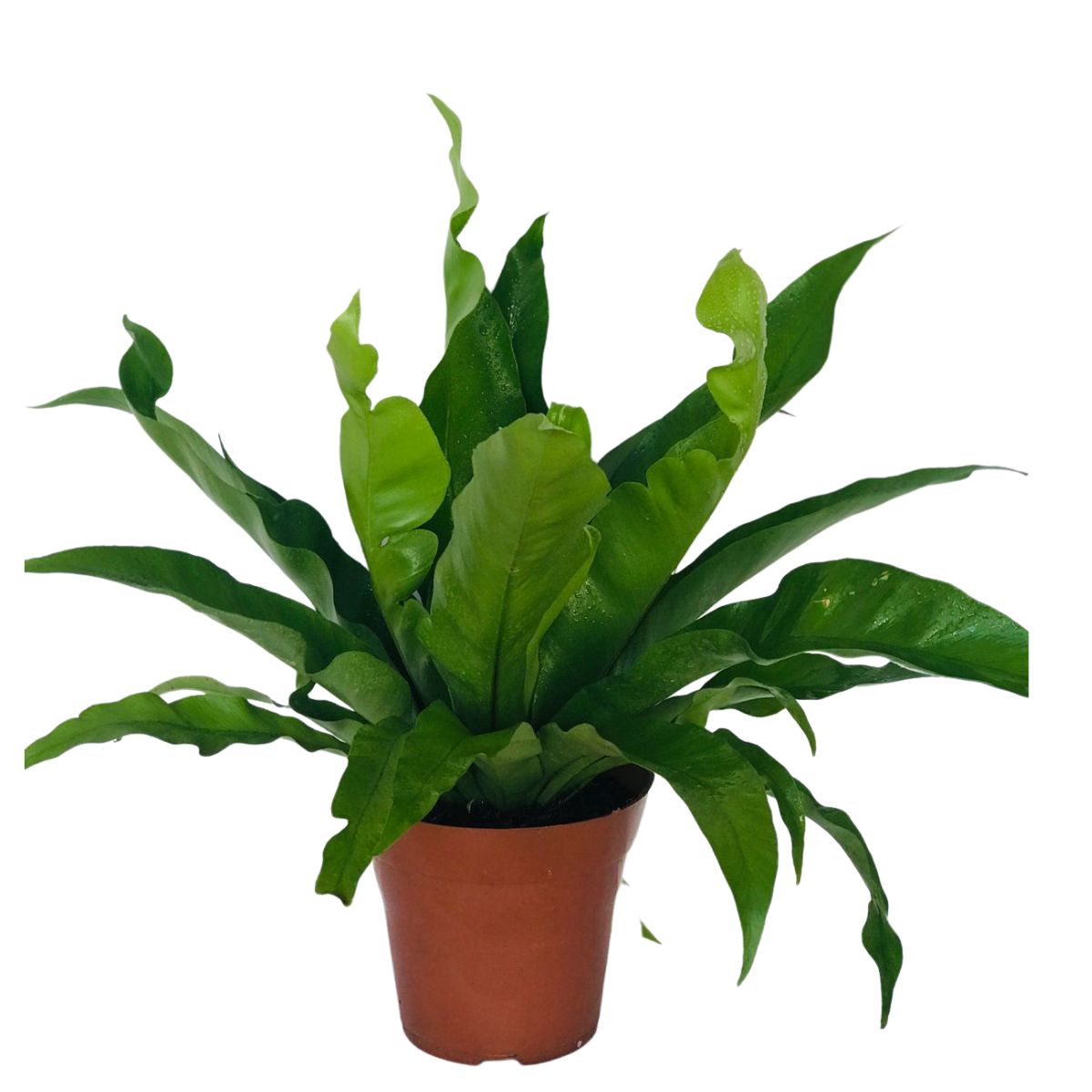 Samambaia Asplenio - Asplenium Nidus Pote 17