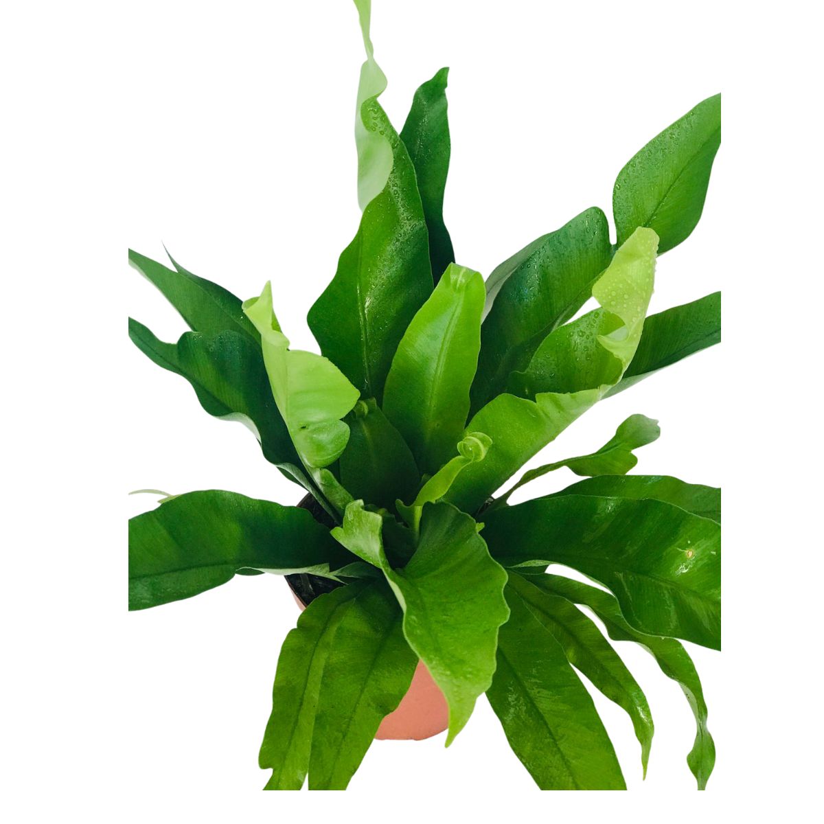 Samambaia Asplenio - Asplenium Nidus Pote 17 - Imagem 4