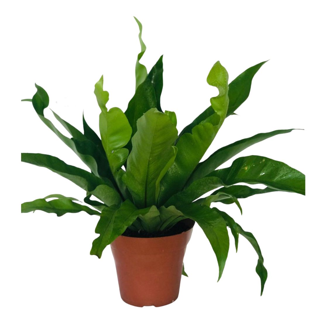 Samambaia Asplenio - Asplenium Nidus Pote 17 - Imagem 3