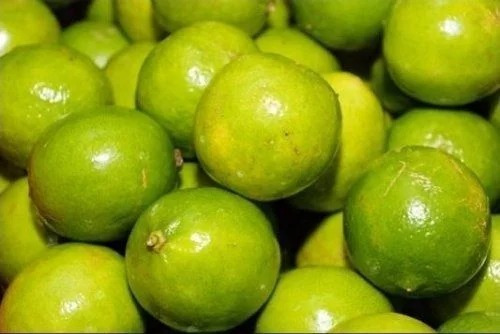 Muda Frutífera Limão Galego Citrus aurantifolia - Enxertada — foto 2