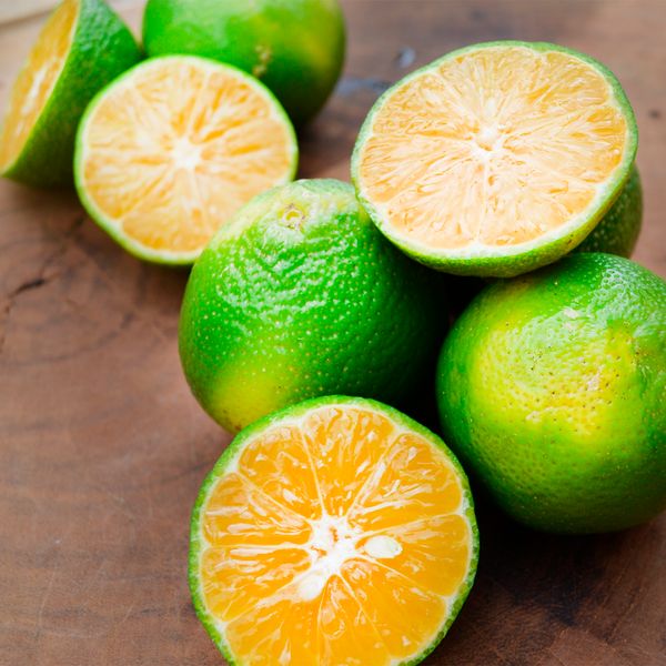 Muda Frutífera Limão Galego Citrus aurantifolia - Enxertada — foto 3
