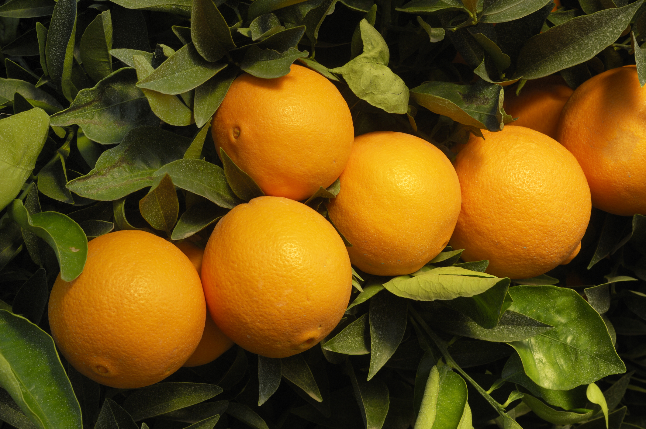 Muda Frutífera de Laranja Bahia - Laranja Umbigo Enxertada — foto 3