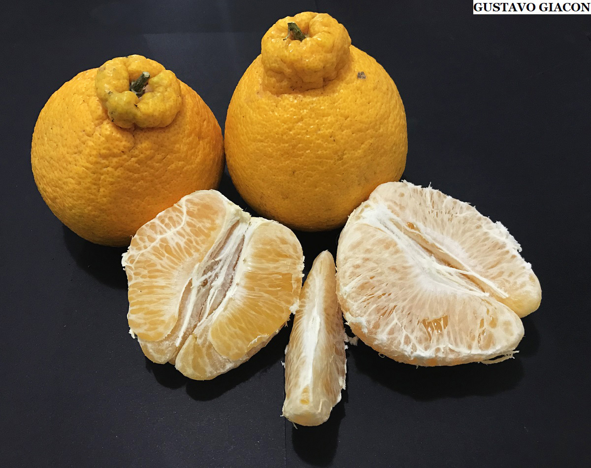 Muda Frutífera de Tangerina ou Mexerica Dekopon Enxertada — foto 2