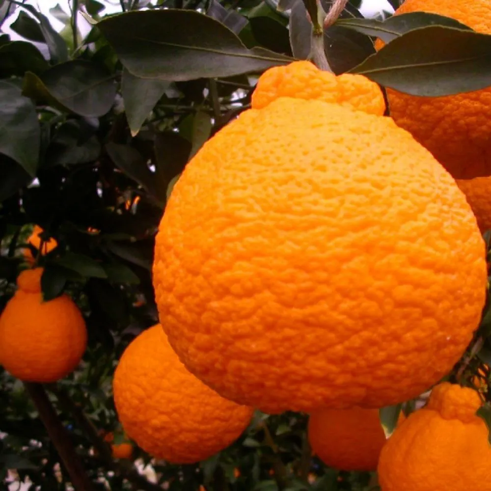Muda Frutífera de Tangerina ou Mexerica Dekopon Enxertada — foto 3