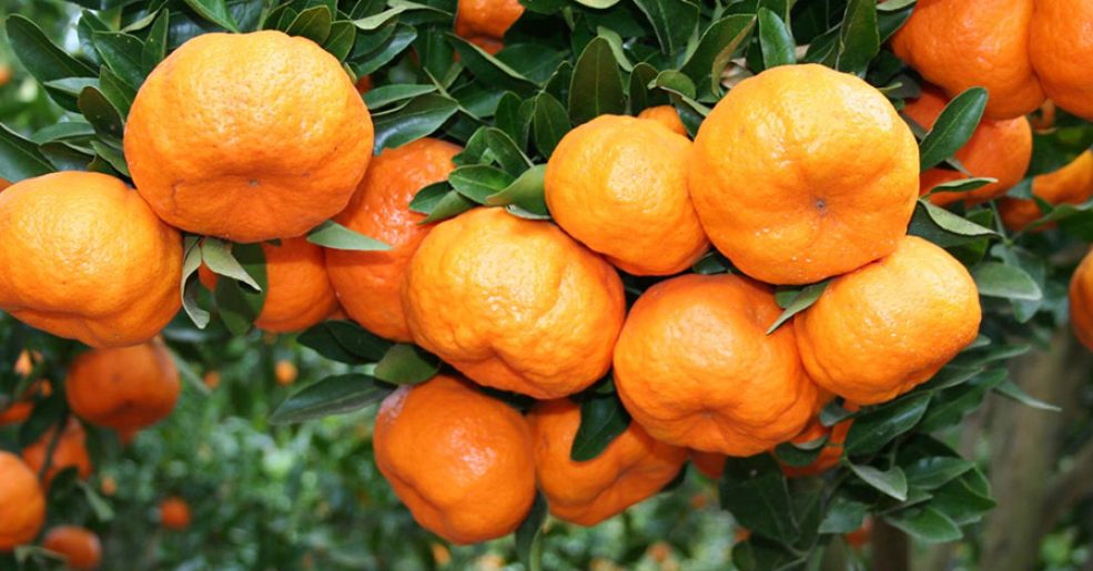 Muda Frutífera de Tangerina ou Mexerica Poncan Enxertada — foto 3