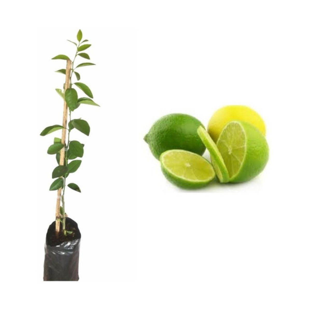 Muda Frutífera Limão Galego Citrus aurantifolia - Enxertada